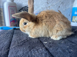 Continental x French lop