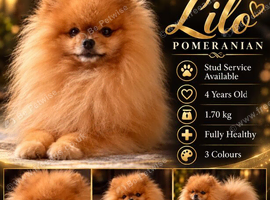 Beautiful Pom available for Stud