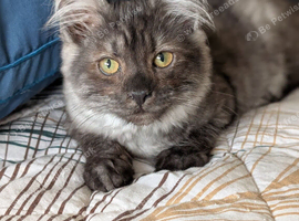 Beautiful Ragdoll x Maine Coon Girl Kitten