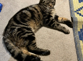 Domestic short hair