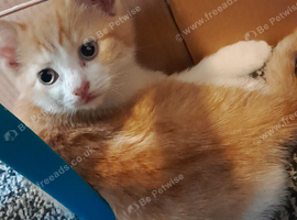 11 week old male kittens for sale