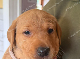 Labrador Puppies available KC Registered