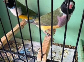 Gordin finch bird