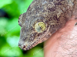 Female Halmahera Giant Gecko