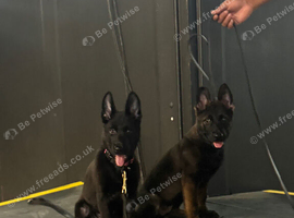 German Shepard x Malinois