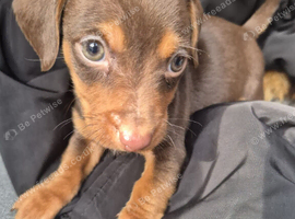 Jack russle X Dachshund