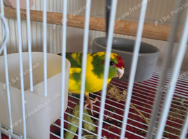 Green and yellow with red crown female available