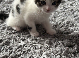 Female kitten