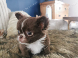 Chihuahua puppies