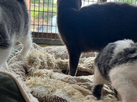 3 GORGEOUS GREY AND WHITE KITTENS