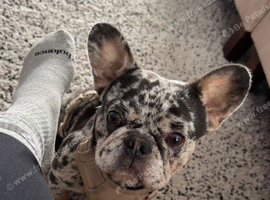 Merle French bulldog male