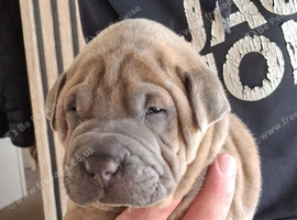 Staffy x sharpei