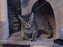 I am selling a kitten.