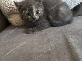 Persian cross kittens ready this Friday