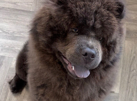 Kc registered blue girl chow chow