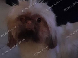 Beautiful litter of Shih Tzus imperial