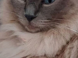 RAGDOLL KINGS