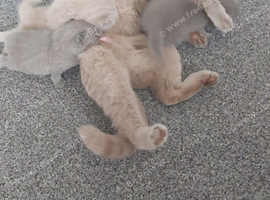 3 full British shorthair kittens