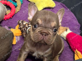 KC Fluffy French Bulldog Puppies