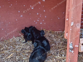 Pure black boars