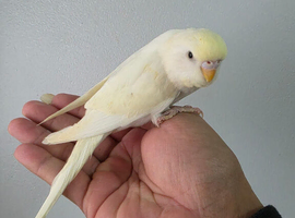 Silly hand tammed baby budgies