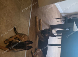 Czech German Shepherd