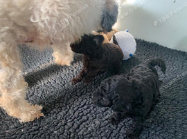 1 Mini Poodle MALE