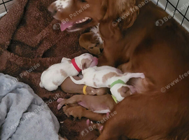Amazon cocker spaniel puppies