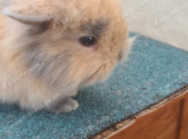 Beautiful Mini Lop &times; Lionhead Dwarf Bunnies &ndash; 6 Weeks Old