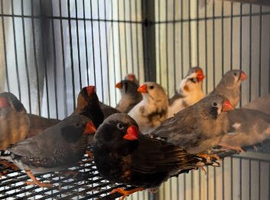 Zebra finches