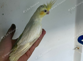 Young cocktail