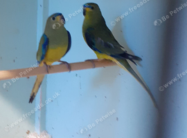 Stunning Elegants dna sexed MALES