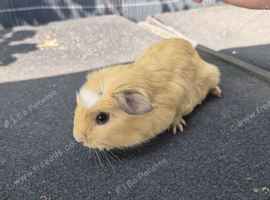 Baby male guinea pigs