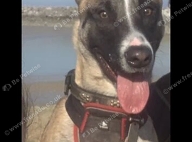Belgian mallinois age 4