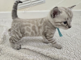 snow bengal kittens