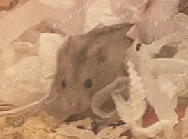 Male dwarf hamster