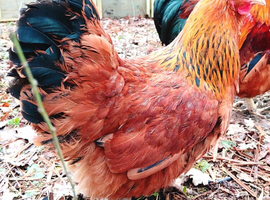 Chicken Hatching Eggs x6 Lucky Dip
