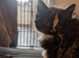 Tortie and calico kittens
