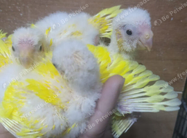 Hand reared super tame buttercup  kakrekis