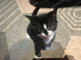 Kitten