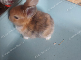 5 beautiful baby mini lop