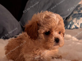 4 outstanding toy shihpoos 1 adorable boy