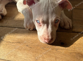 English bull terrier cross puppies