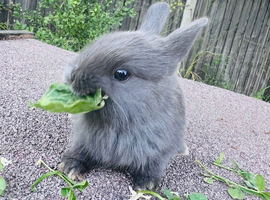 Neverland x mini lop