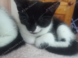 Boy kittens