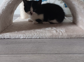 1 kitten for a good home.