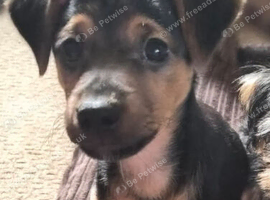 1 beautiful puppy left