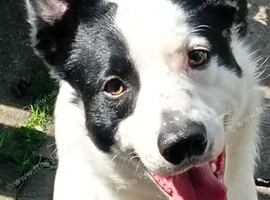 Wanted dog
