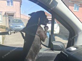 Looking for a forever home