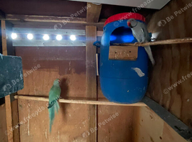 Blue Ringnecks